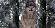 Congressional Bid To Remove Wisconsin Wolves From Endangered Species List Falls Flat