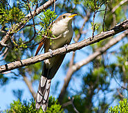 Audubon Says Birds Come Out On Top During Omnibus Spending Negotiations