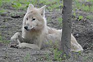 Congressional Bid to Remove Wisconsin Wolves From Endangered Species List Falls Fat