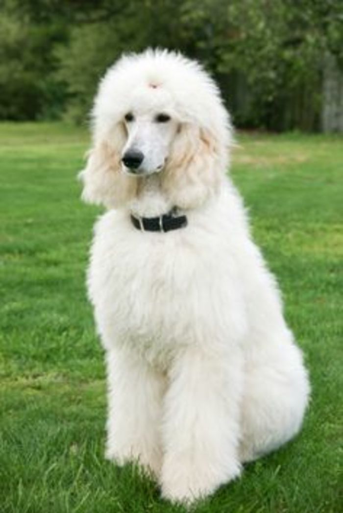 Best Clippers For Poodles A Listly List