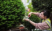 Gardening blog | Life and style | The Guardian