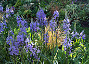 The Patient Gardener