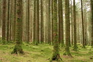 Gougane Barra Forest Park