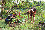 Auroville Guest Houses: staying among Aurovilians