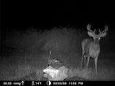 Trail cam that sends pictures to phone