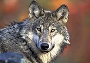 Tom Emmer, Fellow Republicans Go for the Kill on Endangered Species