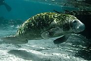 What Are the Biggest Threats to the Endangered Species Act?