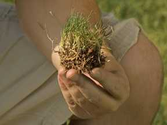 Amazoy Zoysia Grass