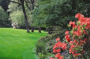 Zoysia Grass Dallas
