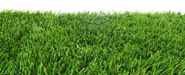 Zoysia Grass Reviews