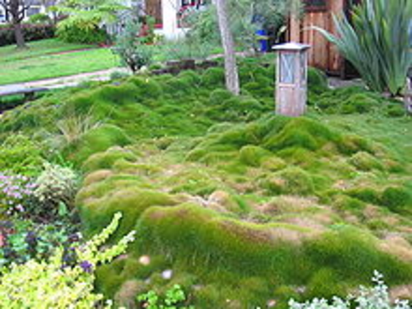 Best Zoysia Grass Fertilizer for a Beautiful Green Lawn - 2014 Review
