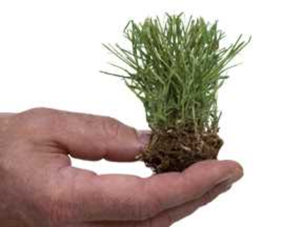 Best Zoysia Grass Fertilizer for a Beautiful Green Lawn - 2014 Review