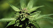 OEL Fastrac: Tetrahydrocannabinol