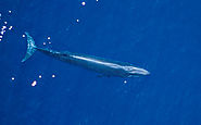 Whales Are Facing a Big, Deadly Threat Along West Coast: Massive Container Ships