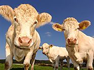 Why President Trump Gutting the USDA’s Research Service Is So Dangerous