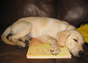 Dog ID Tag Silencers: Business Niche