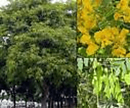 TIPA