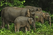 Kinabatangan Floodplain