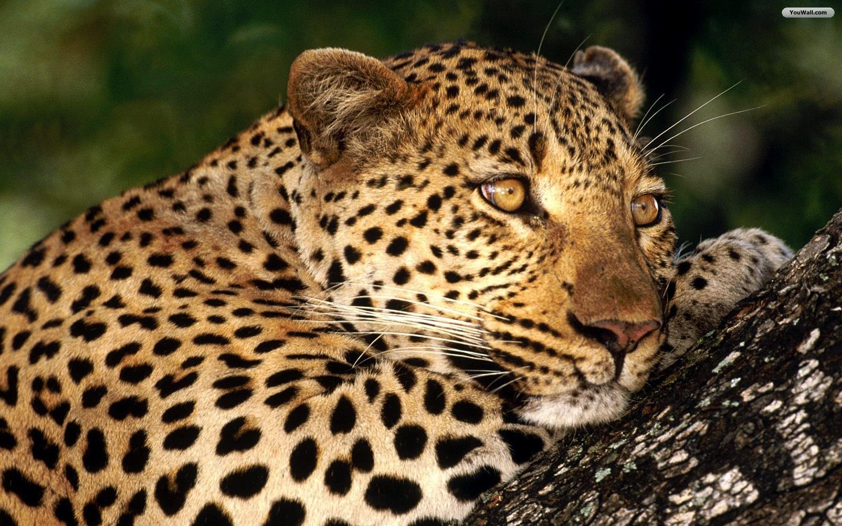 wildlife-sanctuaries-of-odisha-a-listly-list