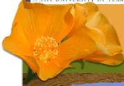 Lady Bird Johnson Wildflower Center - The University of Texas at Austin