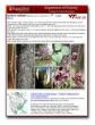 Dendrology at Virginia Tech
