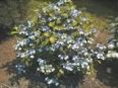 University of Connecticut: Plant Database Search