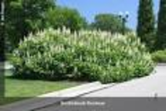 Ohioline: Yard and Garden: Trees, Shrubs & Groundcovers