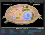 Home of CELLS alive!