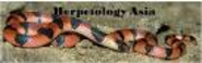 ARKive - Discover the world's most endangered spec