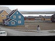 Polar Bear walking in our village (Ny-Alesund, Svalbard - 79 N)