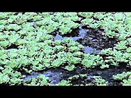 Devils Island
