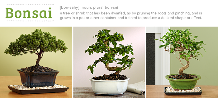 Tips for Bonsai care | A Listly List