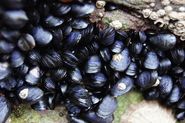 Men's Health Best Brain Foods | Mussels