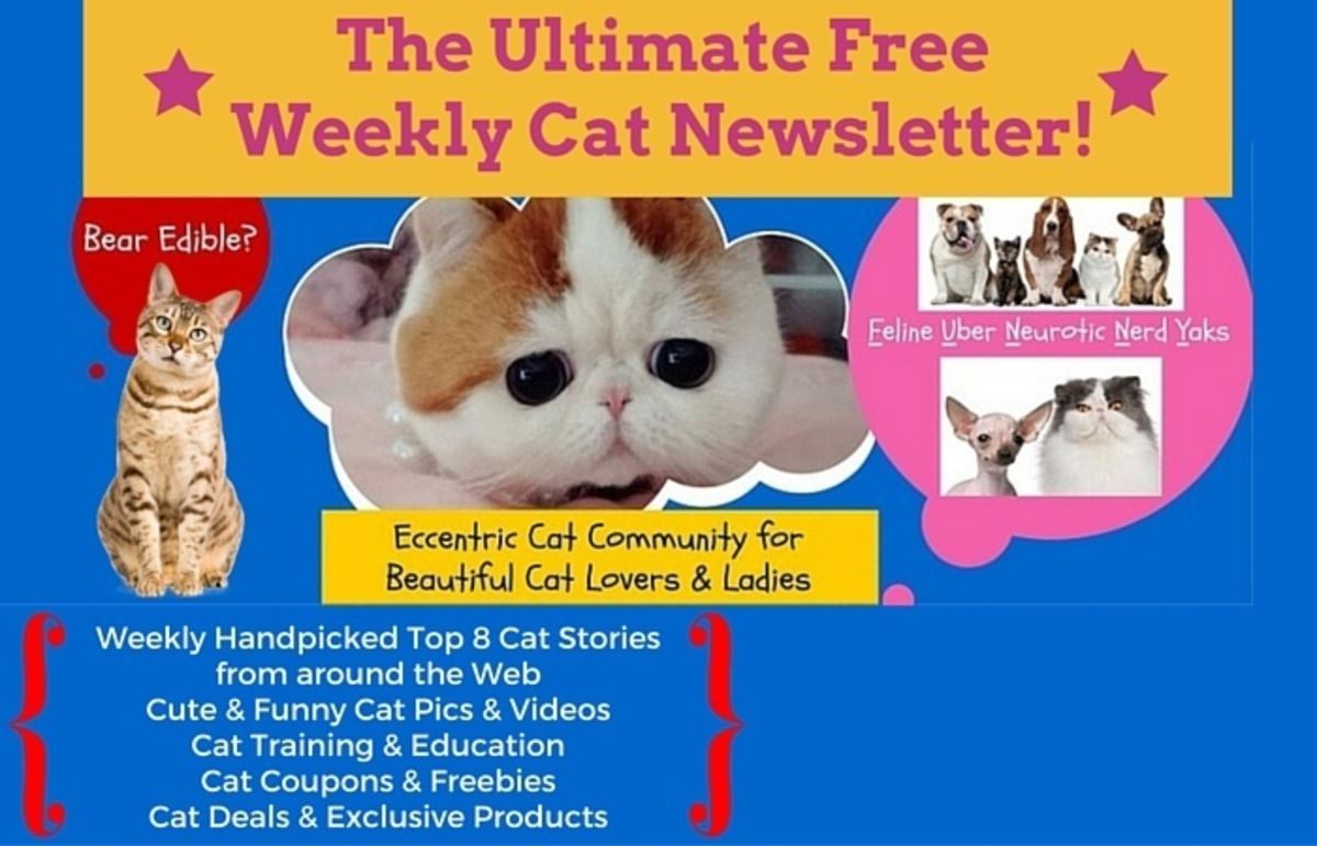 Pet Reporters Cat Newsletter Issue 1 | A Listly List