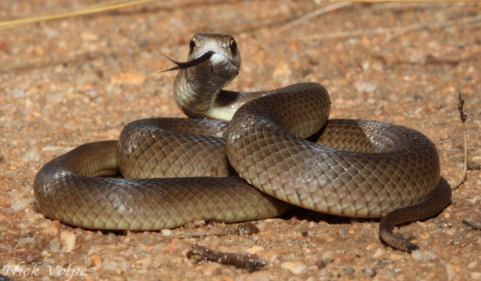 Top 10 Deadliest Snakes In The World | A Listly List