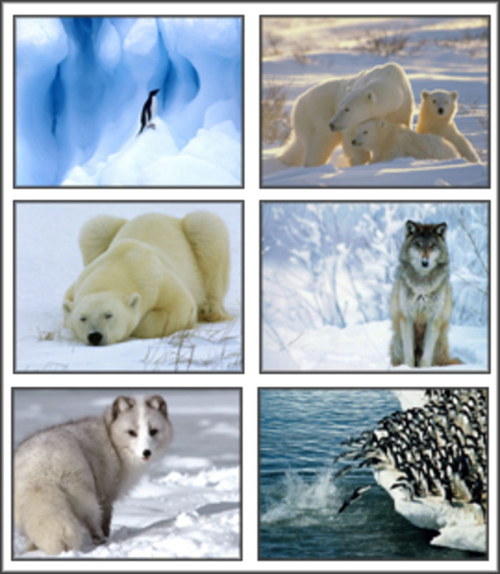 1st Grade - Animals of Antarctica | A Listly List