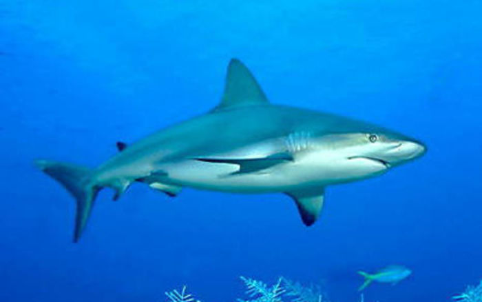 Sharks in Maldives – Learn About the Exotic Creatures | A Listly List