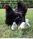 Black Jersey Giant Chickens | A Listly List
