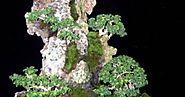 Bonsai Care: What to consider when looking after your plants.