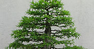 A Guide To Bonsai Leaves.