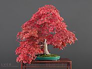 The Ancient Art of Bonsai. Bonsai Seasons: Spectacular Fall Colors.