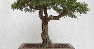 Coussin's guide forms a lovely and thorough introduction to the ancient art of bonsai.