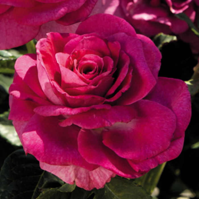 Jackson & Perkins Rose Garden | A Listly List
