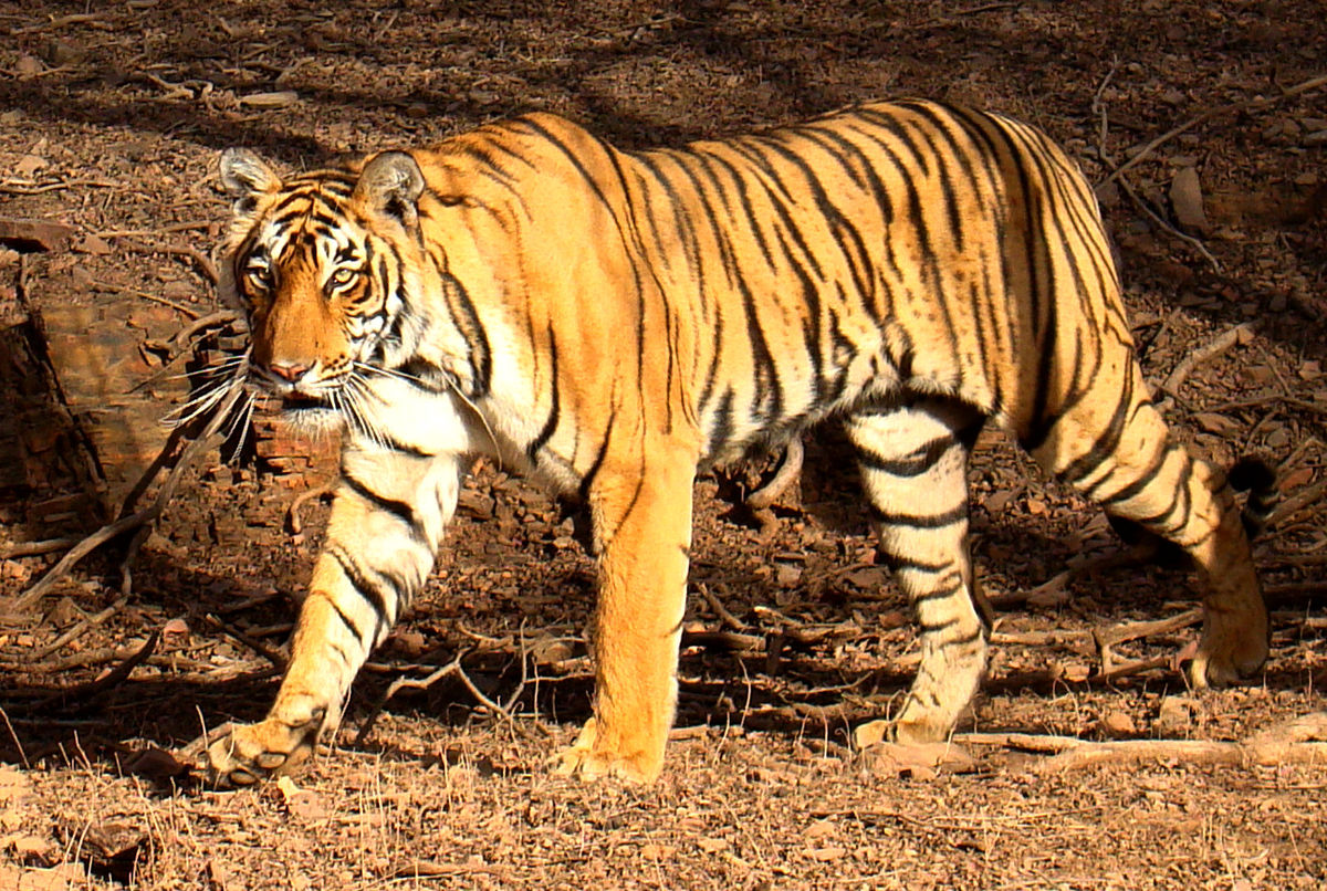 Best Parks in India for Tiger sighting