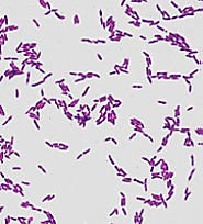 Adopt a Bacterium - Lactobacillus brevis | A Listly List