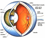 Night Blindness Driving Tips and Symptoms | A Listly List