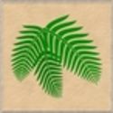 Owner: Botanical Linguist Botanical Linguist